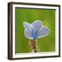 Lycaenidae, Male, Wilted Blossom-Harald Kroiss-Framed Photographic Print