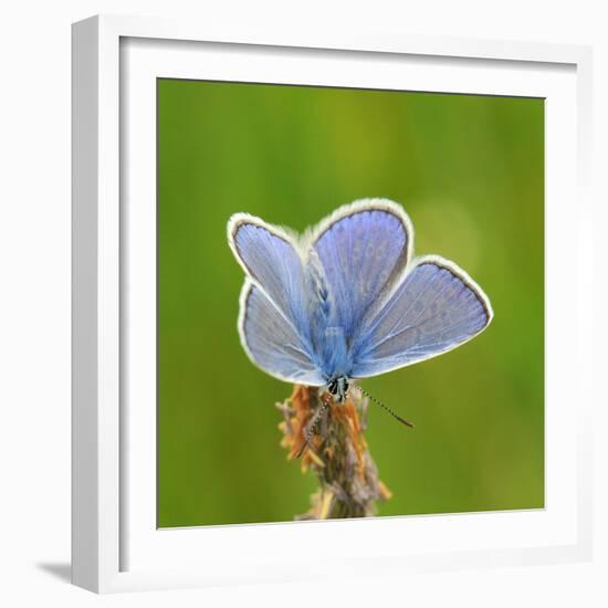 Lycaenidae, Male, Wilted Blossom-Harald Kroiss-Framed Photographic Print