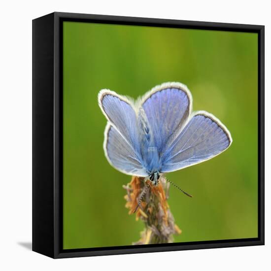 Lycaenidae, Male, Wilted Blossom-Harald Kroiss-Framed Stretched Canvas