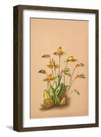 Lycaste Aromatica-H.g. Moon-Framed Art Print