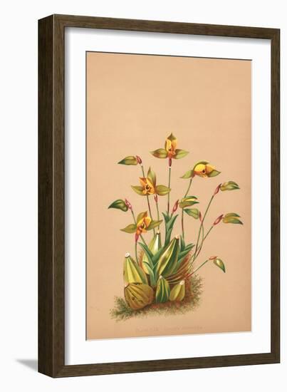 Lycaste Aromatica-H.g. Moon-Framed Art Print