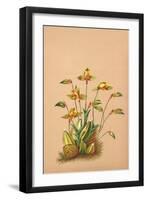 Lycaste Aromatica-H.g. Moon-Framed Art Print