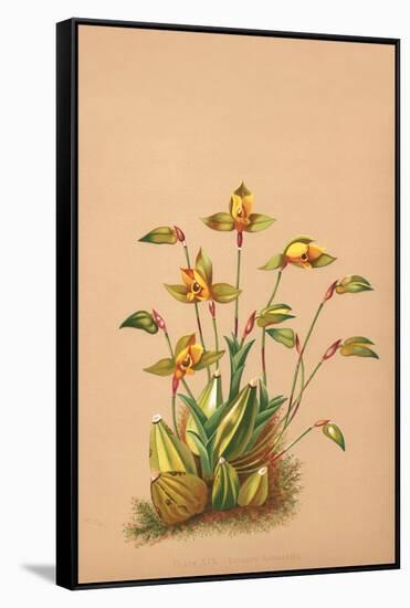 Lycaste Aromatica-H.g. Moon-Framed Stretched Canvas