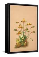 Lycaste Aromatica-H.g. Moon-Framed Stretched Canvas