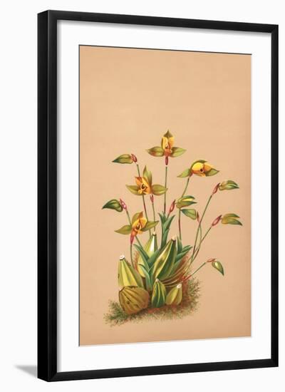 Lycaste Aromatica-H.g. Moon-Framed Art Print