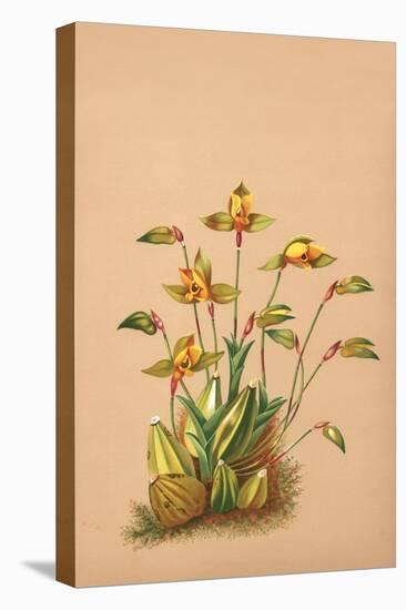 Lycaste Aromatica-H.g. Moon-Stretched Canvas