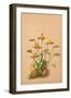 Lycaste Aromatica-H.g. Moon-Framed Art Print