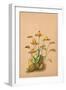 Lycaste Aromatica-H.g. Moon-Framed Art Print