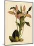 Lycaste Deppei Var Punctatissima-John Nugent Fitch-Mounted Giclee Print