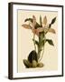 Lycaste Deppei Var Punctatissima-John Nugent Fitch-Framed Giclee Print