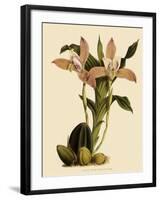 Lycaste Deppei Var Punctatissima-John Nugent Fitch-Framed Giclee Print