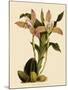 Lycaste Deppei Var Punctatissima-John Nugent Fitch-Mounted Giclee Print