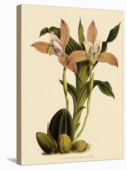 Lycaste Deppei Var Punctatissima-John Nugent Fitch-Stretched Canvas