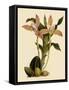 Lycaste Deppei Var Punctatissima-John Nugent Fitch-Framed Stretched Canvas