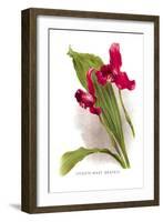 Lycaste Mary Gratrix-H.g. Moon-Framed Art Print