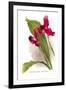 Lycaste Mary Gratrix-H.g. Moon-Framed Art Print