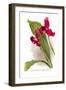 Lycaste Mary Gratrix-H.g. Moon-Framed Art Print