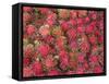 Lycee Fruits, Rambutan Fruit, Malaysia-Gavin Hellier-Framed Stretched Canvas