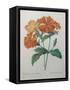 Lychnide - Silene-Pierre-Joseph Redoute-Framed Stretched Canvas