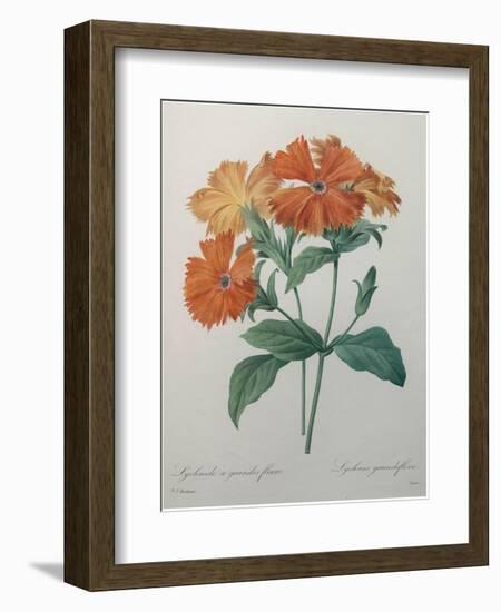 Lychnide - Silene-Pierre-Joseph Redoute-Framed Art Print