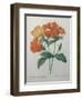 Lychnide - Silene-Pierre-Joseph Redoute-Framed Art Print