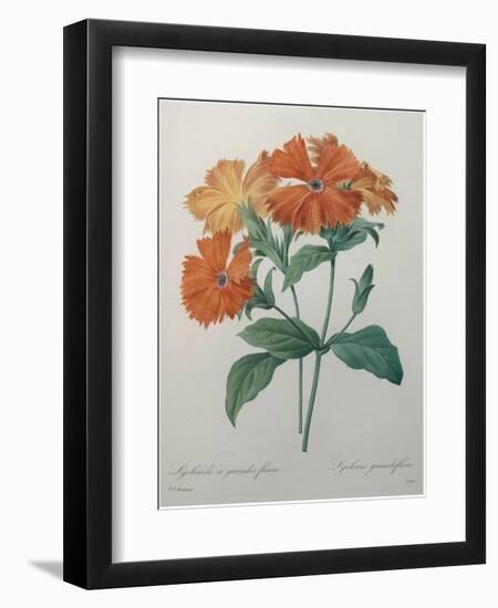 Lychnide - Silene-Pierre-Joseph Redoute-Framed Art Print