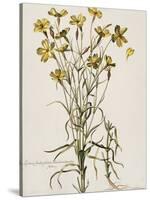 Lychnis Sicula Glabra, Facie Pseudomelanthij Lychnis-Nicolas Robert-Stretched Canvas