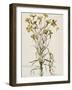 Lychnis Sicula Glabra, Facie Pseudomelanthij Lychnis-Nicolas Robert-Framed Giclee Print