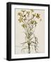 Lychnis Sicula Glabra, Facie Pseudomelanthij Lychnis-Nicolas Robert-Framed Giclee Print