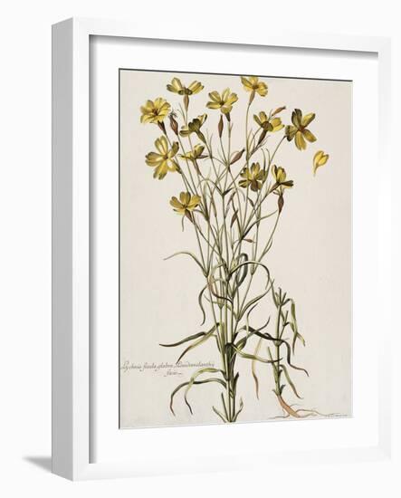 Lychnis Sicula Glabra, Facie Pseudomelanthij Lychnis-Nicolas Robert-Framed Giclee Print