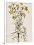 Lychnis Sicula Glabra, Facie Pseudomelanthij Lychnis-Nicolas Robert-Framed Giclee Print