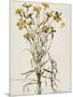 Lychnis Sicula Glabra, Facie Pseudomelanthij Lychnis-Nicolas Robert-Mounted Giclee Print