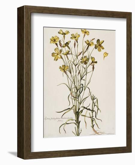 Lychnis Sicula Glabra, Facie Pseudomelanthij Lychnis-Nicolas Robert-Framed Giclee Print