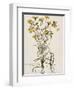 Lychnis Sicula Glabra, Facie Pseudomelanthij Lychnis-Nicolas Robert-Framed Giclee Print