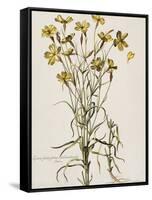 Lychnis Sicula Glabra, Facie Pseudomelanthij Lychnis-Nicolas Robert-Framed Stretched Canvas