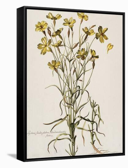 Lychnis Sicula Glabra, Facie Pseudomelanthij Lychnis-Nicolas Robert-Framed Stretched Canvas