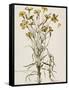 Lychnis Sicula Glabra, Facie Pseudomelanthij Lychnis-Nicolas Robert-Framed Stretched Canvas