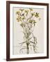 Lychnis Sicula Glabra, Facie Pseudomelanthij Lychnis-Nicolas Robert-Framed Giclee Print