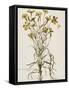 Lychnis Sicula Glabra, Facie Pseudomelanthij Lychnis-Nicolas Robert-Framed Stretched Canvas