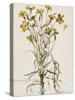 Lychnis Sicula Glabra, Facie Pseudomelanthij Lychnis-Nicolas Robert-Stretched Canvas