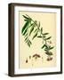 Lycium Barbarum Tea-Plant-null-Framed Giclee Print