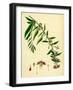 Lycium Barbarum Tea-Plant-null-Framed Giclee Print