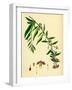 Lycium Barbarum Tea-Plant-null-Framed Giclee Print