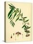 Lycium Barbarum Tea-Plant-null-Stretched Canvas