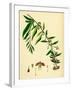 Lycium Barbarum Tea-Plant-null-Framed Giclee Print