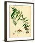 Lycium Barbarum Tea-Plant-null-Framed Giclee Print