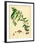 Lycium Barbarum Tea-Plant-null-Framed Giclee Print