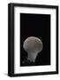 Lycoperdon Perlatum (Common Puffball, Warted Puffball, Gem-Studded Puffball, Devil's Snuff-Box)-Paul Starosta-Framed Photographic Print