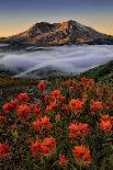 Elegant Cosmos Flowers-Lydia Jacobs-Laminated Photographic Print