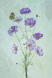 Elegant Cosmos Flowers-Lydia Jacobs-Stretched Canvas